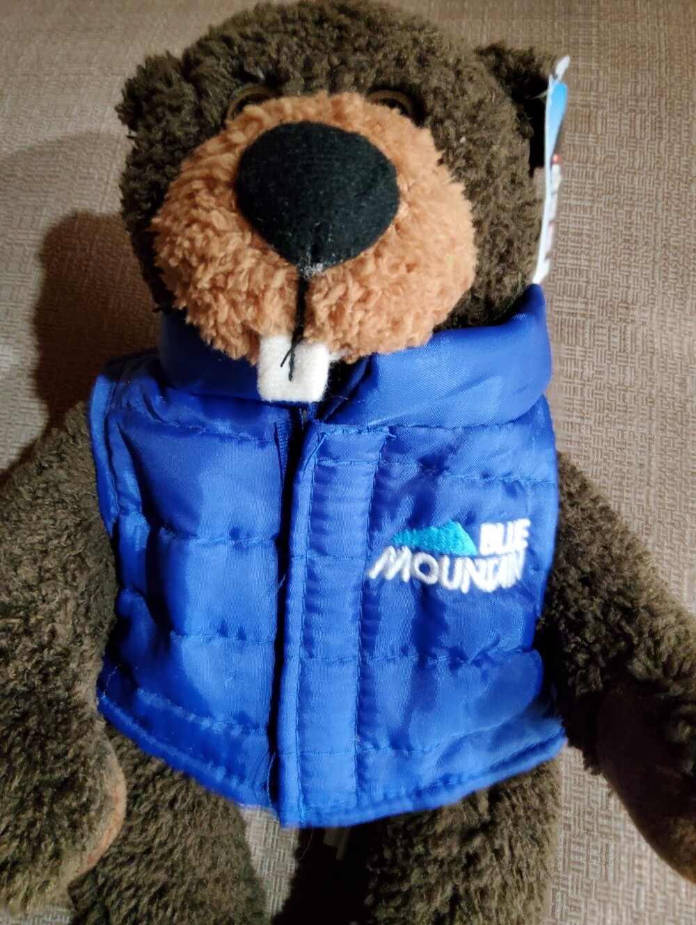 Brown Plush Beaver with Bright Blue Quilted Puffer Vest